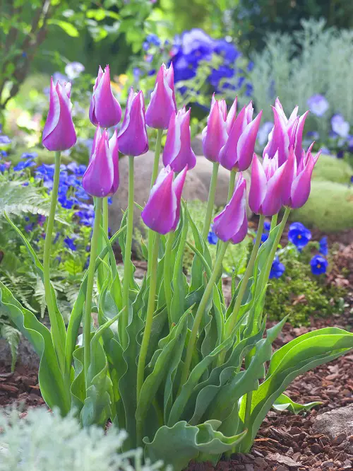 The Finest White and Pink Flowers 