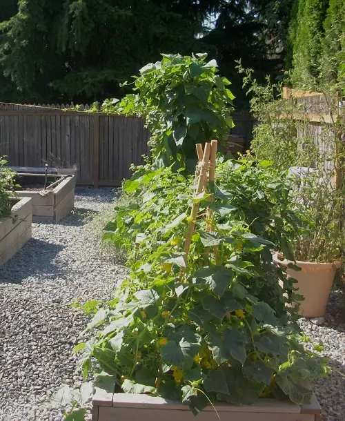 Bamboo Trellis for plants