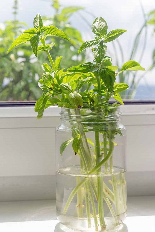 Basil in water