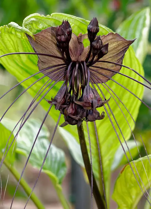 top Ugly Flowers You'd Like to Grow in Garden