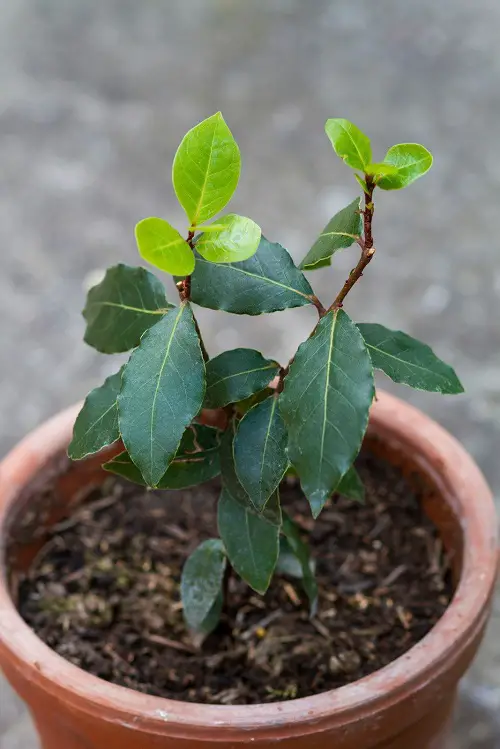 Thai Herbs in pot