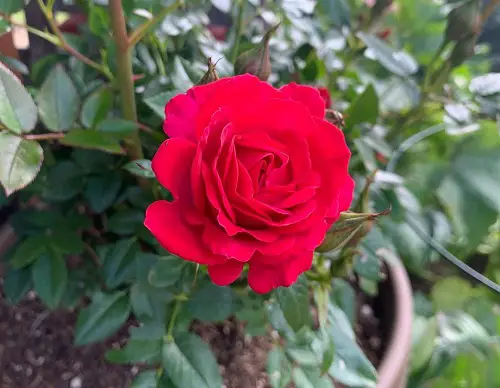 be my baby Rose Varieties for Containers