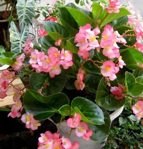 lovely varieties of begonias3