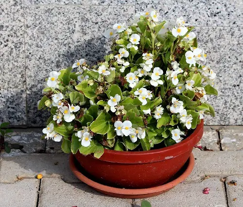 The Best Blossoms to Grow from Cuttings
