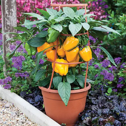 Ideal Growing Conditions for Peppers