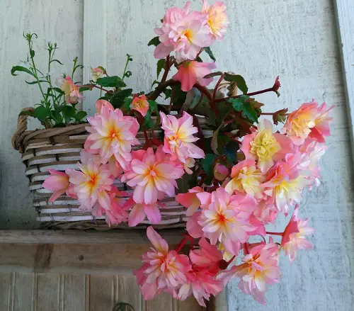 Gorgeous Sorts of Begonias