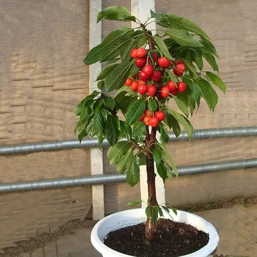 top best Fruits that Grow in Shade