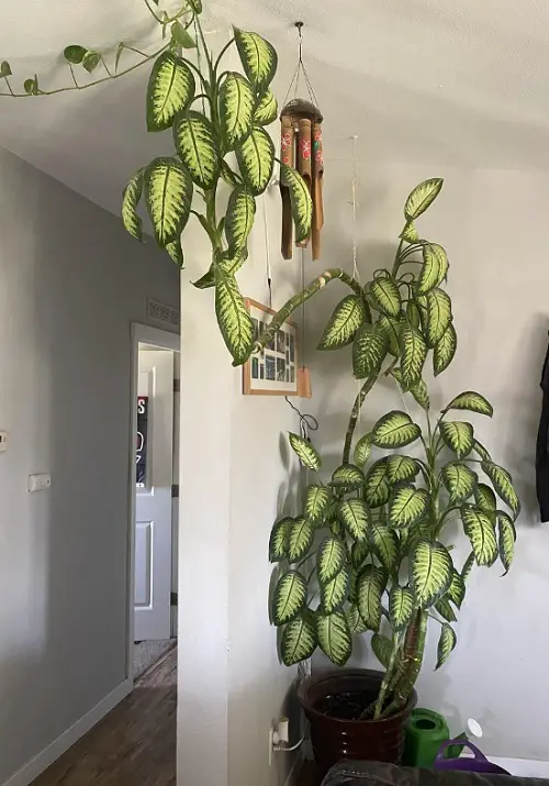Maintaining Dieffenbachia as a Tree