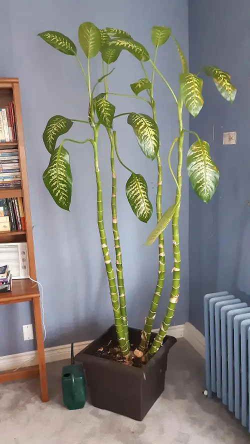 How to Grow Dieffenbachia as a Tree