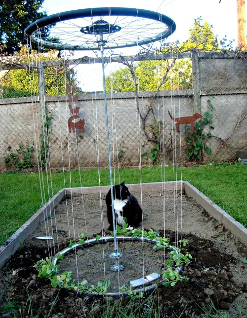 Bike Rim Trellis for plants