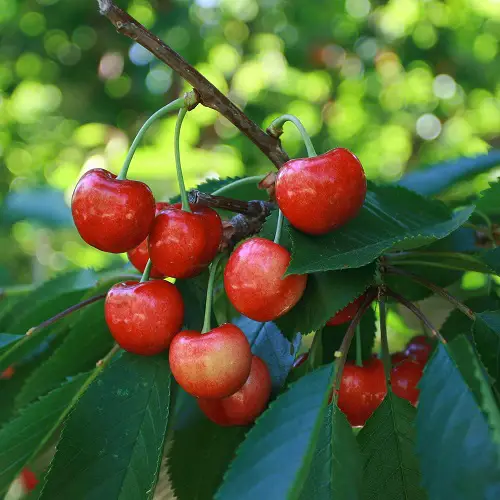 Best Types of Cherries to Grow in Pots