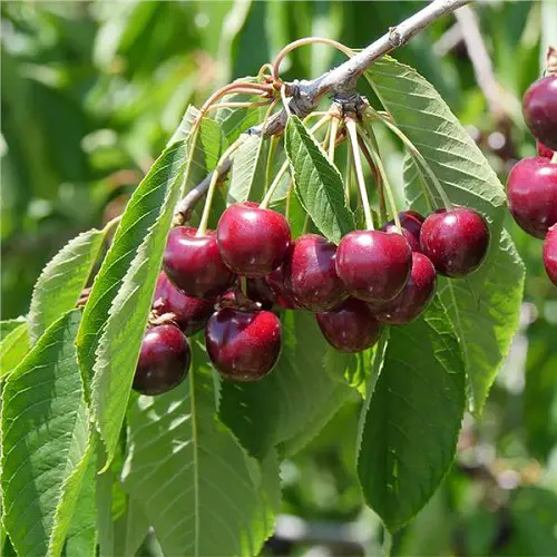 Best Types of Cherries to Grow in Pots 