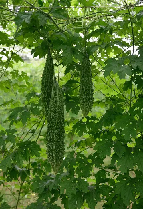 Amazing Best Edible Vines 