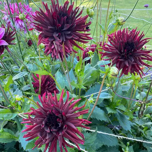 Black Dahlia Flower Varieties in back yard