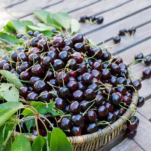 Best Types of Cherries to Grow in Pots 