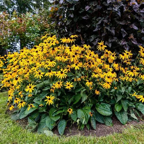best gold flowers are in the garden. 