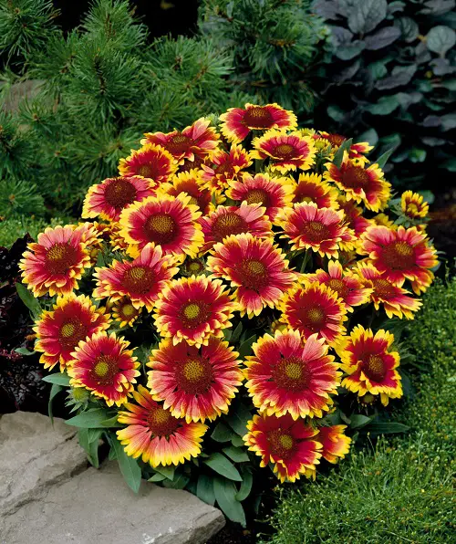 The top 25 perennials that bloom orange