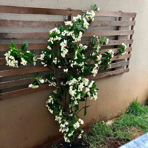 Bleeding Heart Vine Flowering Vines