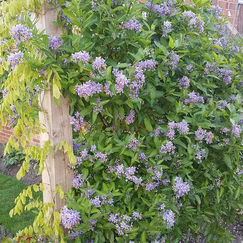 Blue Potato Vine Flowering Vines