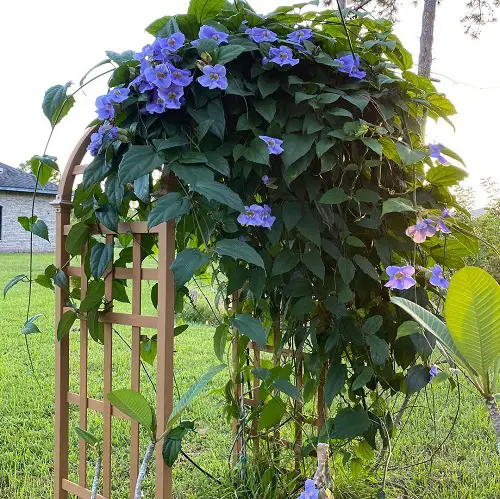 Blue Flower Names with Pictures in backyard