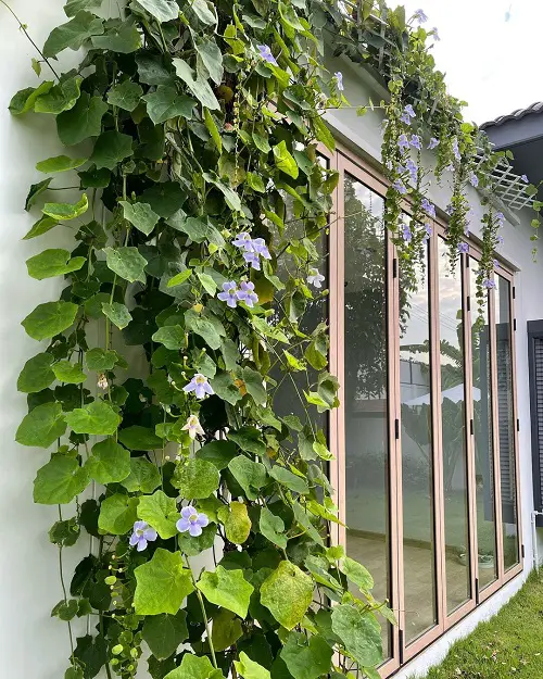 Blue Sky Vine Flowering Vines