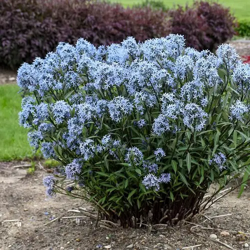 beautiful Baby Blue Flowers