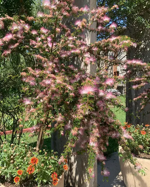 lovely Types of Calliandra Plant