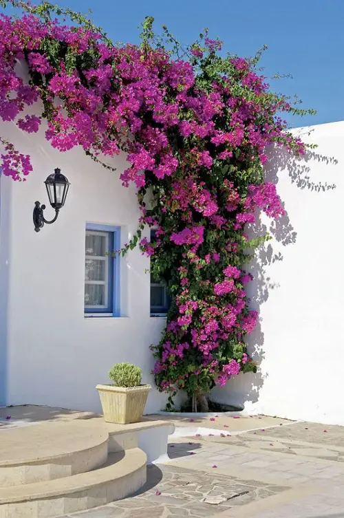 Bougainvillea Flowering Vines