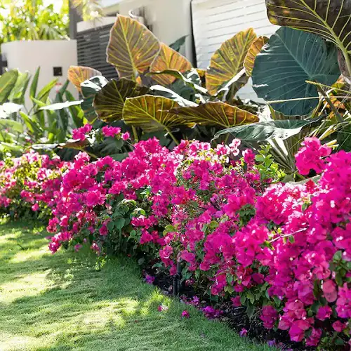 Fast Growing Creepers and Vines3