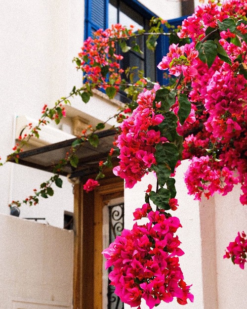Exotic and Unique Vines That are Also a Term of Endearment 8