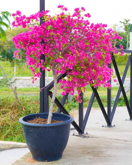 Requirements for Growing Bougainvillea in Pots