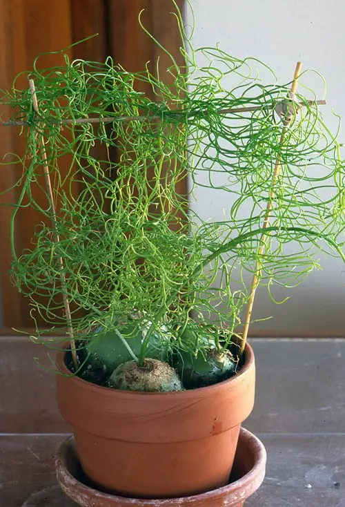 Climbing Onions Flowering Vines