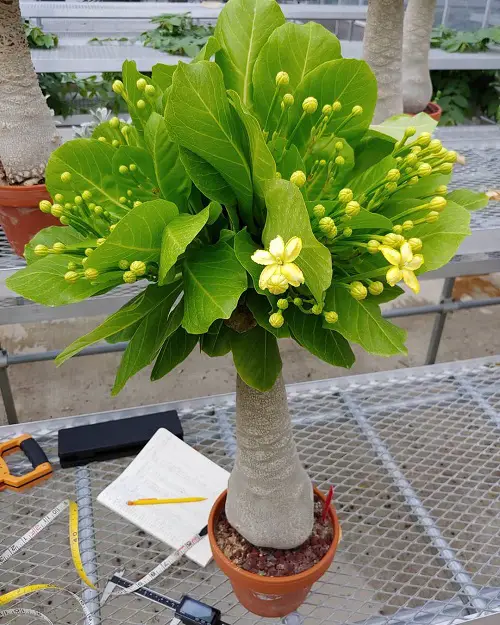 Hawaiian White Flowers.12