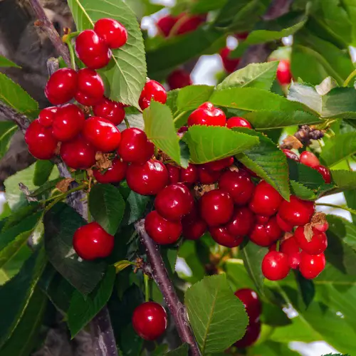 Greatest Cherry Varieties for Pot Gardens