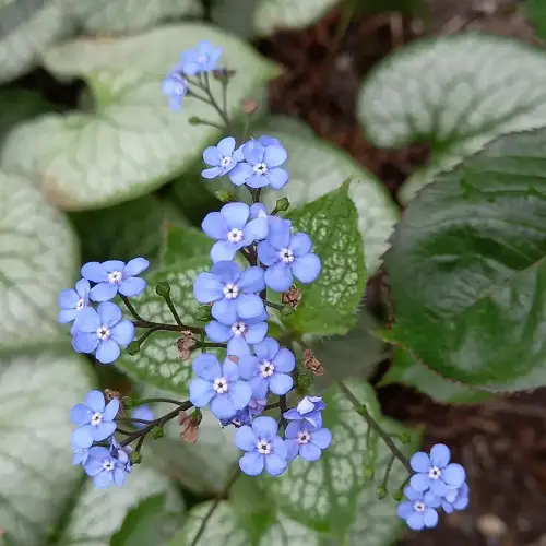 Baby Blue Flowers in garden