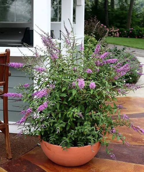 Top-Performing Blossoms that Take Cuttings