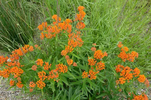 The top 25 perennials with orange blossoms 2