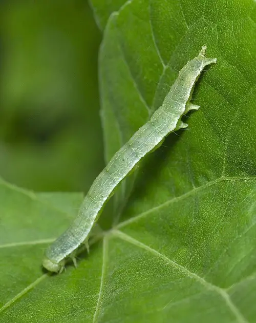 Kinds of Typical Garden Pests 1
