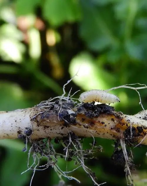 Types of Frequently Found Pests in Garden