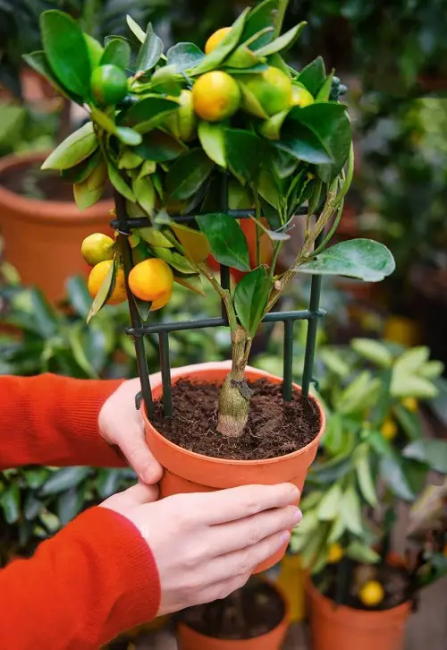 yellow Calamansi Lime