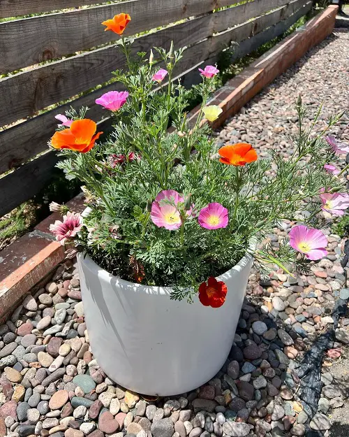 Fast Growing Flowers in Outdoor pot