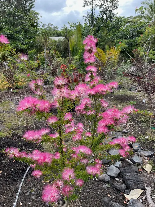 Best Types of Calliandra Plant in garden