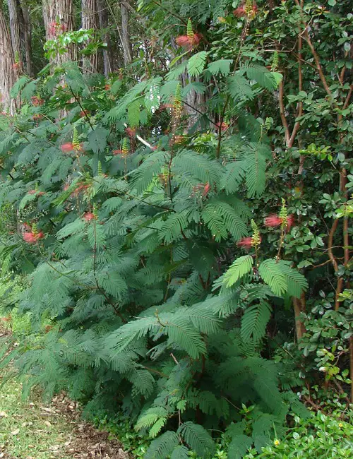 Types of Calliandra Plant