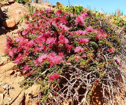 Calliandra Plant Varieties