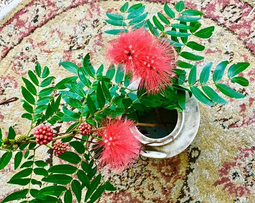 Best Top Calliandra Plant Varieties