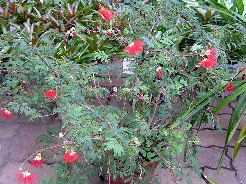 Top Calliandra Plant Varieties in yard