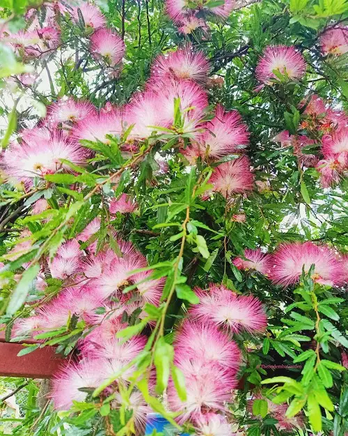 Best Types of Calliandra Plant for garden