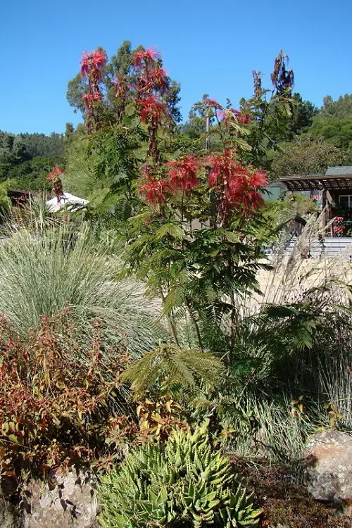 lovely Top Calliandra Plant Varieties