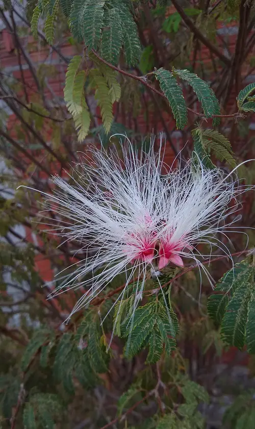Best Types of Calliandra 