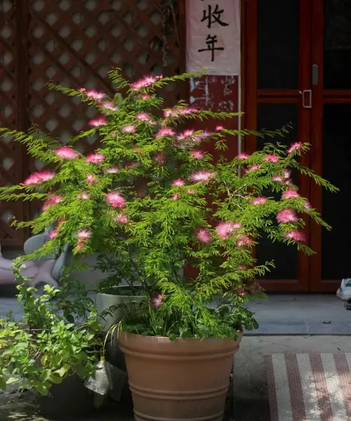 Top Calliandra Plant Varieties in pot